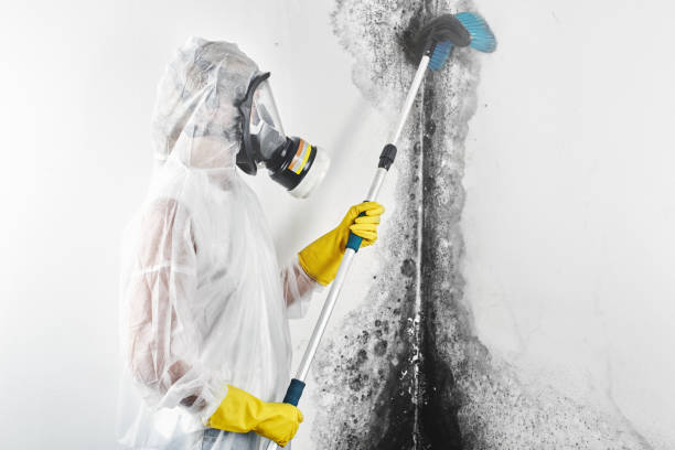 Trusted Fairfax, CA Mold Removal Experts